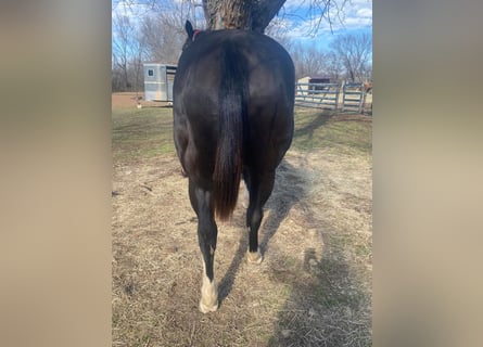 American Morgan Horse, Mare, 11 years, 5,3 hh, Black