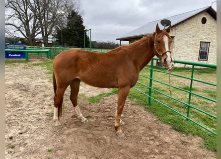 American Morgan Horse, Mare, 12 years, 5,3 hh, Brown