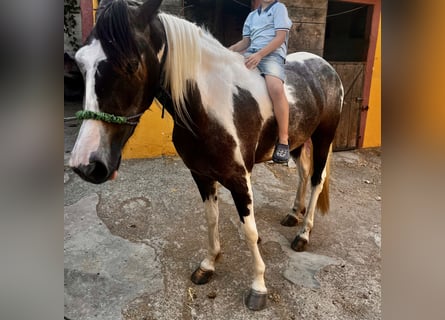 American Morgan Horse, Mare, 3 years, 15,2 hh, Pinto