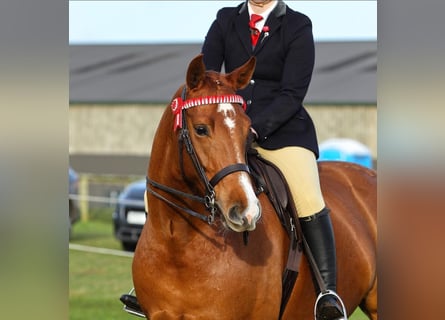 American Morgan Horse, Mare, 5 years, 5.3 hh, Brown