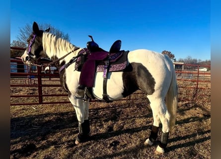 American Morgan Horse, Mare, 7 years, 5.3 hh, White