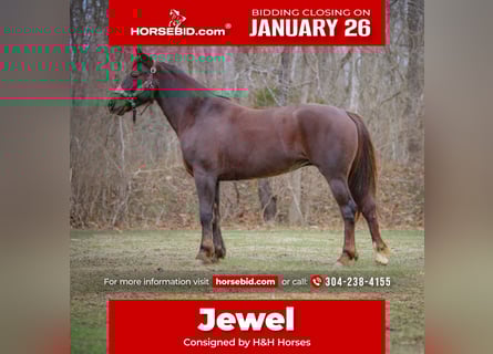 American Morgan Horse, Mare, 8 years, 14.3 hh, Brown