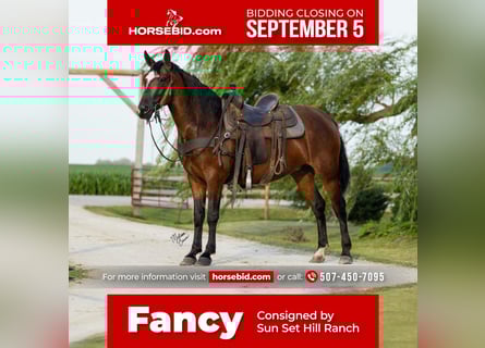 American Morgan Horse, Mare, 8 years, 15.1 hh, Bay