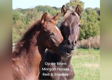 American Morgan Horse, Ogier, Źrebak (05/2025), 154 cm, Grullo