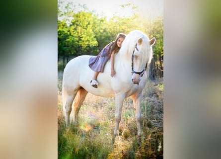 American Morgan Horse, Stallion, 5 years, 15,2 hh, Cremello