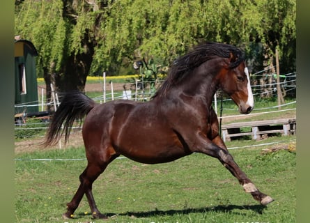 American Morgan Horse, Wałach, 2 lat, 150 cm, Gniada