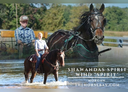 American Morgan Horse, Wałach, 5 lat, 150 cm, Gniada