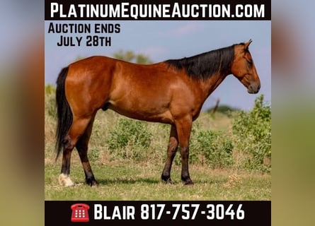 American Morgan Horse, Wałach, 5 lat, 152 cm, Gniada