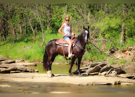 American Morgan Horse, Wallach, 13 Jahre, 150 cm, Rappe