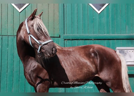 American Morgan Horse, Wallach, 2 Jahre, 159 cm, Grullo