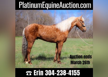 American Morgan Horse, Wallach, 5 Jahre, 150 cm, Palomino