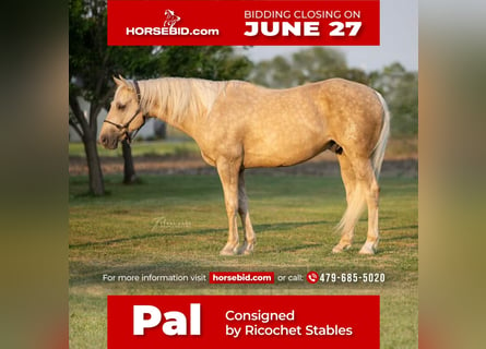 American Morgen Horse Mestizo, Caballo castrado, 14 años, 157 cm, Dunalino (Cervuno x Palomino)