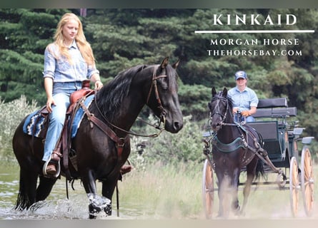 American Morgen Horse, Caballo castrado, 4 años, 152 cm, Negro