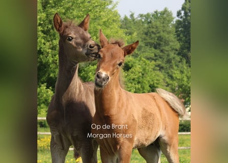 American Morgen Horse, Hengst, Veulen (05/2025), 154 cm, Grullo