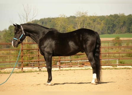 American Morgen Horse, Hongre, 8 Ans, 155 cm, Noir