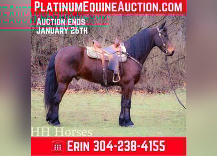 American Morgen Horse, Hongre, 9 Ans, 160 cm, Bai cerise