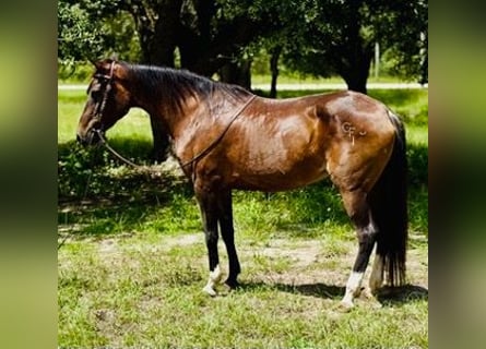 American Morgen Horse, Jument, 15 Ans, 152 cm, Alezan cuivré