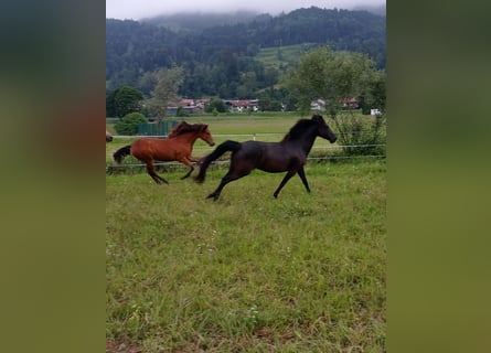 American Morgen Horse, Jument, 1 Année, 150 cm, Bai cerise