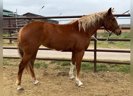 American Morgen Horse, Jument, 5 Ans, 60 cm, Bai