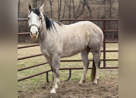 American Morgen Horse, Merrie, 3 Jaar, 60 cm, Wit