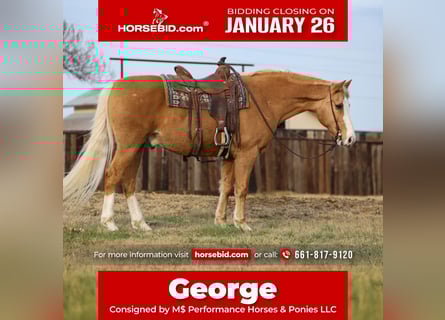 American Morgen Horse Mix, Ruin, 15 Jaar, 157 cm, Palomino