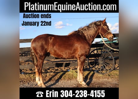 American Morgen Horse, Ruin, 4 Jaar, Brauner