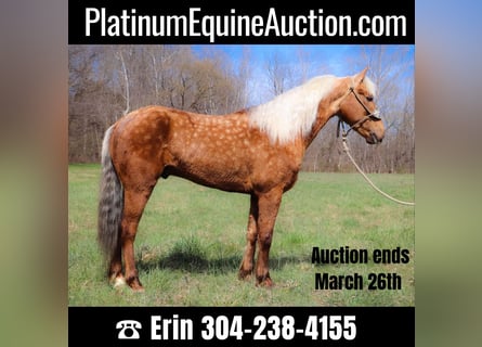 American Morgen Horse, Ruin, 5 Jaar, 150 cm, Palomino