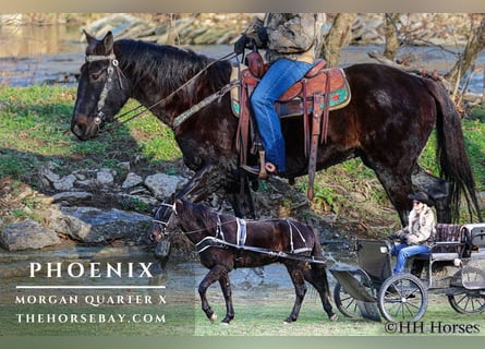 American Morgen Horse, Ruin, 7 Jaar, 157 cm