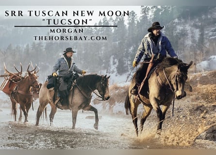 American Morgen Horse, Ruin, 7 Jaar, Buckskin