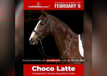 American Morgen Horse Mestizo, Yegua, 11 años, 160 cm, Alazán-tostado