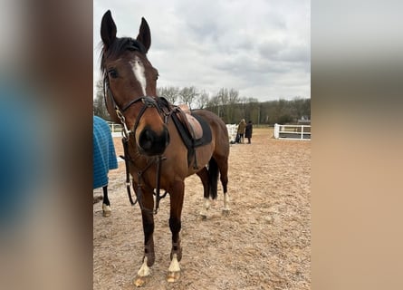 American Morgen Horse Mestizo, Yegua, 6 años, 60 cm, Castaño