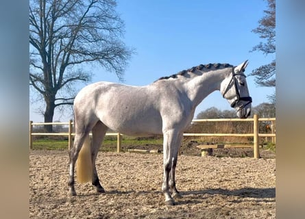 American Morgen Horse, Yegua, 6 años, 60 cm, White/Blanco