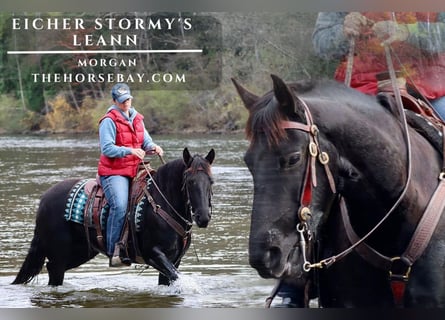 American Morgen Horse, Yegua, 7 años, 152 cm