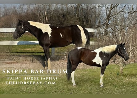 American Paint Horse, Caballo castrado, 10 años, 157 cm, Tobiano-todas las-capas