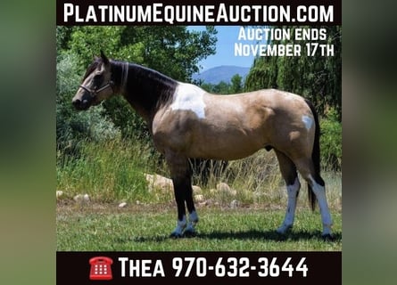 American Paint Horse, Caballo castrado, 10 años, 163 cm, Buckskin/Bayo