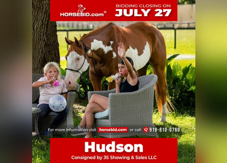 American Paint Horse, Caballo castrado, 11 años, 152 cm, Pío