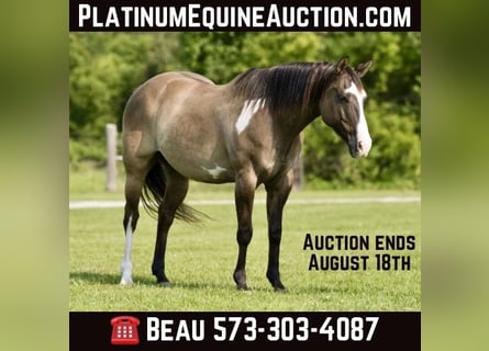 American Paint Horse, Caballo castrado, 11 años, 155 cm, Grullo