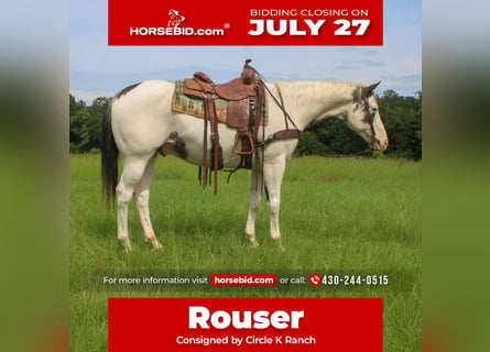 American Paint Horse, Caballo castrado, 11 años, Pío