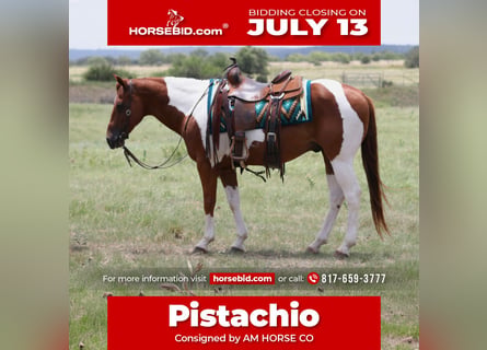 American Paint Horse, Caballo castrado, 11 años, Pío