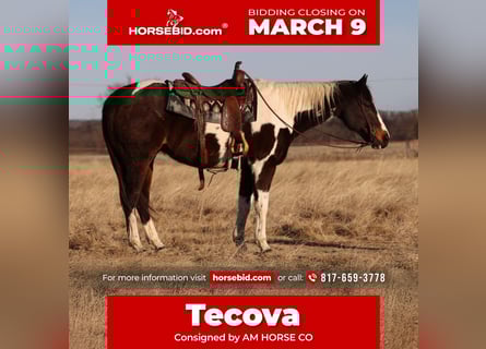 American Paint Horse, Caballo castrado, 12 años, 155 cm, Pío