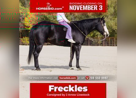 American Paint Horse, Caballo castrado, 13 años, 145 cm, Negro