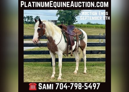 American Paint Horse, Caballo castrado, 14 años, 150 cm, Tobiano-todas las-capas