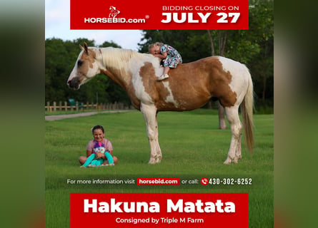 American Paint Horse, Caballo castrado, 14 años, Pío