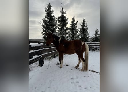 American Paint Horse Mestizo, Caballo castrado, 20 años, 164 cm, Pío