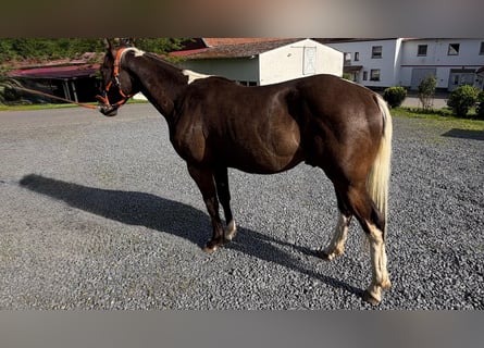 American Paint Horse, Caballo castrado, 2 años, 155 cm, Buckskin/Bayo