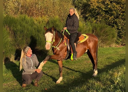 American Paint Horse, Caballo castrado, 3 años, 144 cm, Pío