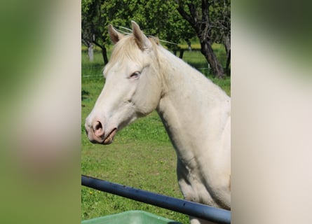 American Paint Horse, Caballo castrado, 3 años, 147 cm