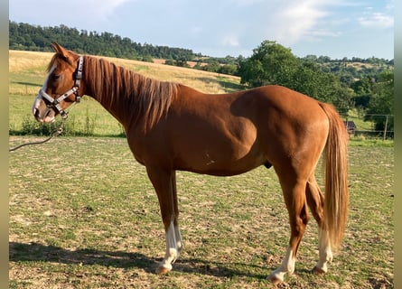 American Paint Horse, Caballo castrado, 3 años, 155 cm, Alazán