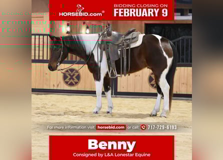 American Paint Horse, Caballo castrado, 4 años, 147 cm, Castaño rojizo