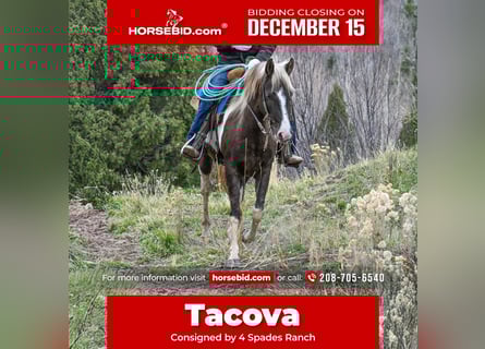 American Paint Horse, Caballo castrado, 4 años, 147 cm, Pío